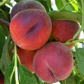 Tüplü Aşılı Verimli Orta Geçci Royal Glory Şeftali Fidanı thumbnail 2