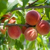Tüplü Aşılı Verimli Orta Geçci Red Haven Şeftali Fidanı - 1