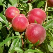 Tüplü Aşılı Verimli Erkenci Transvalia (Transvalya) Şeftali Fidanı - 6