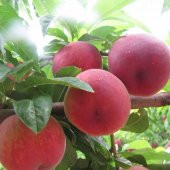 Tüplü Aşılı Verimli Quen Crest Şeftali Fidanı thumbnail 5