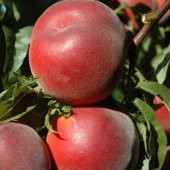 Tüplü Aşılı Bol Verimli Orta Erkenci Royal Gem Şeftali Fidanı thumbnail 3