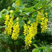 Tüplü Sarı Salkım Ağacı Fidanı thumbnail 6