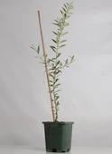 Tüplü Yağlık Yüksek Verimli Bodur Arbequina Zeytin Fidanı (1 Yaş) - 6