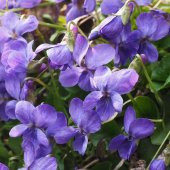 Lila Renkli Frenk Menekşesi Tohumu (100 adet) thumbnail 1