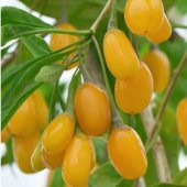 Tüplü Nadir Altuni Amber Sweet Sarı Goji Berry Fidanı (Sınırlı Stok) - 3