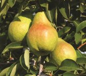 Tüplü Aşılı Aromatik Leziz Williams (Barlett) Armut Fidanı thumbnail 1