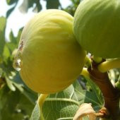 Tüplü Ballı Beyaz Lob İncir Fidanı thumbnail 1