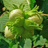 Tüplü İri Meyveli Palaz Fındık Fidanı thumbnail 2