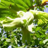 Tüplü Giresun Yağlısı Fındık Fidanı thumbnail 1