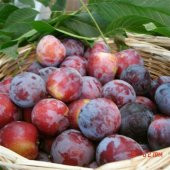 Tüplü Aşılı Aromatik Yüksek Verimli Laetitia Japon Erik Fidanı - 2