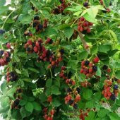 Tüplü Bol Verimli Dikensiz Chester Böğürtlen Fidanı - 2