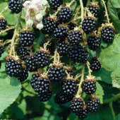 Tüplü Bol Verimli Boysenberry Böğürtlen Fidanı - 1