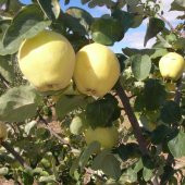 Tüplü Aşılı Bol Verimli Midilli Ege 25 Ayva Fidanı - 1