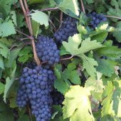 Tüplü İri Salkımlı Nevşehir Dimrit Üzüm Fidanı thumbnail 3