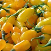 Tüplü Nadir Altuni Amber Sweet Sarı Goji Berry Fidanı (Sınırlı Stok) - 7
