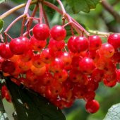 Tüplü Şifalı Aromatik Girebolu Girabolu Gilaboru Fidanı thumbnail 5