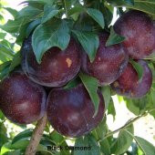 Tüplü Aşılı İri Meyveli Bol Verimli Black Diamond Japon Erik Fidanı thumbnail 3