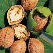 Tüplü Aşılı Verimli Lara Ceviz Fidanı - 3