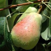 Tüplü Aşılı Yüksek Verimli Dalkıran Santa Maria Armut Fidanı thumbnail 3