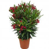 Tüplü Bodur Zakkum Fidanı (Süs Bitkisi) thumbnail 3