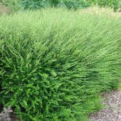 Bodur Lonicera Pileata Hanım Eli Fidanı - 5