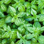 Geniş İri Yapraklı Genovese Fesleğen Tohumu (250 tohum) thumbnail 2