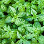 Geniş İri Yapraklı Genovese Fesleğen Tohumu (250 tohum) thumbnail 3