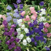 Calycanthema ‘Cup & Saucer’ Campanula Karışık Çan Çiçeği Tohumu (100 Tohum) - 1