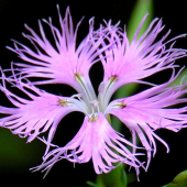 Superbus Rose Bol Kokulu Karanfil Çiçeği Tohumu (100 adet) thumbnail 4