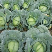 Beyaz Lahana Fidesi (5 adet) thumbnail 1