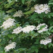 Tüplü Meyve Verme Yaşında Mürver Ağacı (Sambucus Nigra)  Fidanı - 5