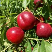 Tüplü Aşılı Verimli Erkenci May Glo Nektarin Fidanı thumbnail 4