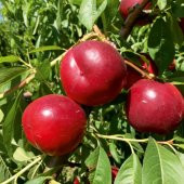 Tüplü Aşılı Verimli Erkenci May Glo Nektarin Fidanı thumbnail 5