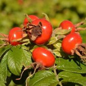 Tüplü Dikensiz Kuşburnu Fidanı thumbnail 1