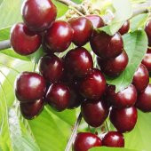 Tüplü Aşılı Verimli Noir De Guben Kiraz Fidanı - 1