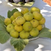 Tüplü Sultan Selim İncir Fidanı thumbnail 3