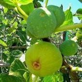 Tüplü Ege Yeşil Güz İncir Fidanı thumbnail 5