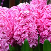 Hyacinthus Pink Pearl Kokulu Pembe Sümbül Soğanı (3 adet) thumbnail 10