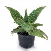 Aloe Vera Agave Benekli Amerika Sabırı 30 Cm Çiçek Antalya - 1