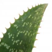 Aloe Vera Agave Benekli Amerika Sabırı 30 Cm Çiçek Antalya - 2