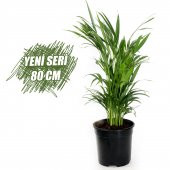 Areka Bitkisi 80 Cm Çiçek Antalya - 1