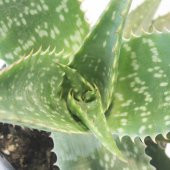 Aloe Vera Agave Benekli Amerika Sabırı 30 Cm Çiçek Antalya - 3