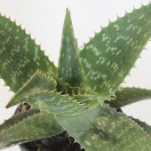 Aloe Vera Agave Benekli Amerika Sabırı 30 Cm Çiçek Antalya - 4
