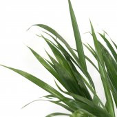 Areka Bitkisi 80 Cm Çiçek Antalya - 3