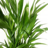 Areka Bitkisi 80 Cm Çiçek Antalya - 4