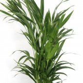 Areka Bitkisi 80 Cm Çiçek Antalya - 5