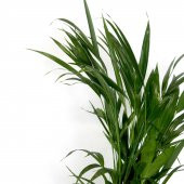 Areka Bitkisi 80 Cm Çiçek Antalya - 6
