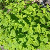 Şifalı Melissa Oğul Otu Tohumu(50 tohum) thumbnail 3