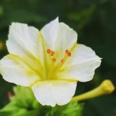 Beyaz Renkli Akşam Sefası Çiçeği Tohumu(20 tohum) thumbnail 3