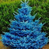 Mavi Ladin Tohumu (1000 tohum) thumbnail 1